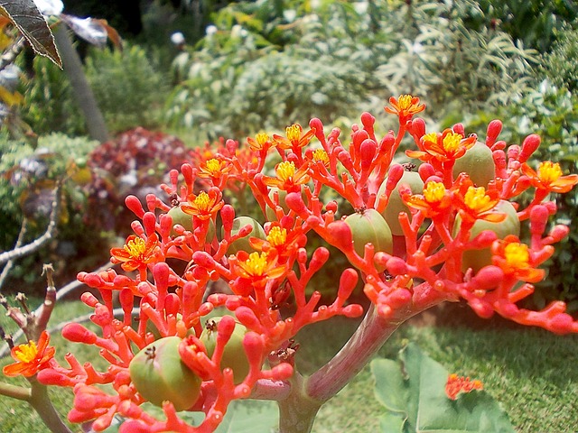 麻风树 花 异国情调 - 上的免费照片