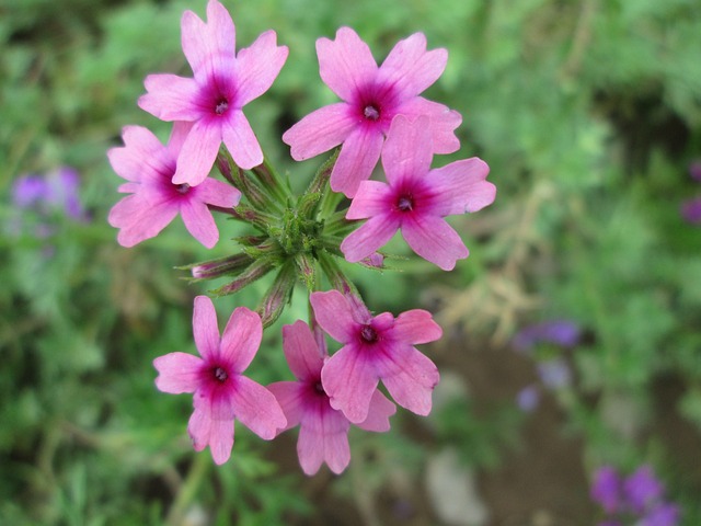 公园 花 花园 - 上的免费照片