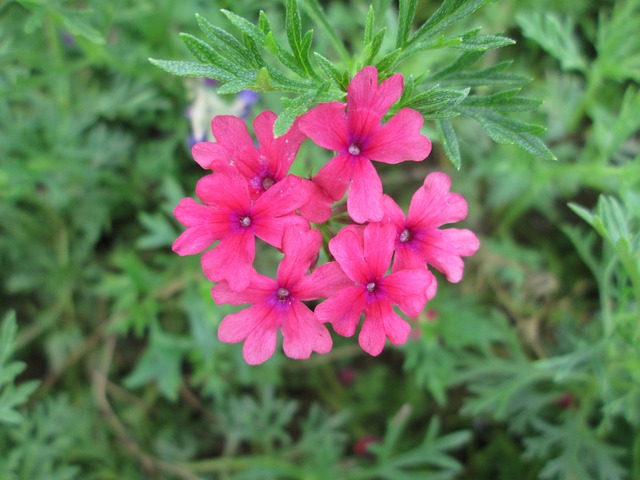 公园 花 花园 - 上的免费照片