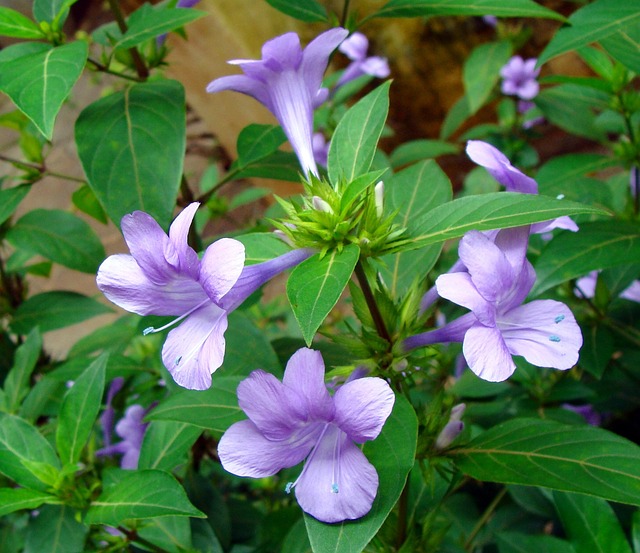 朱鹮菲律宾紫 花 菲律宾紫 - 上的免费照片