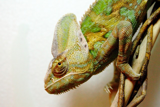 也门变色龙 Chamaeleo Calyptratus 变色龙 - 上的免费照片