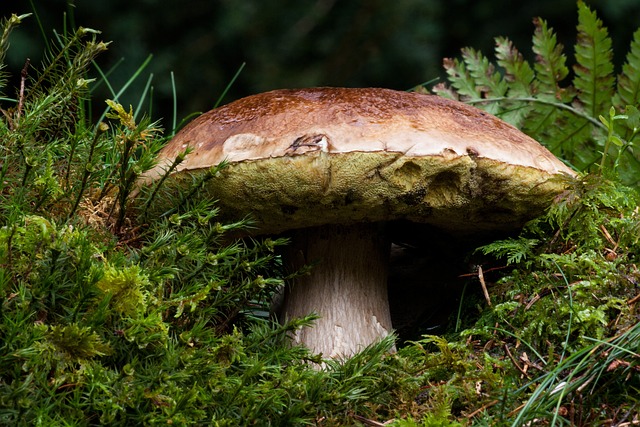 常见的蘑菇 牛肝菌 蘑菇 - 上的免费照片