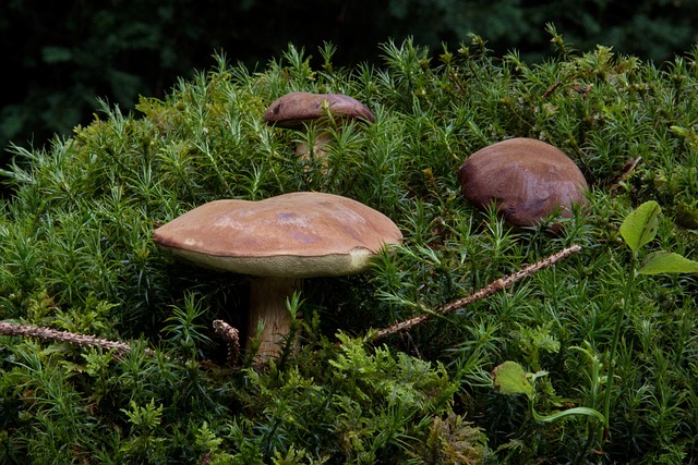 收集 牛肝菌栗 蓝蘑菇 - 上的免费照片