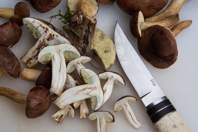 收集 牛肝菌栗 蓝蘑菇 - 上的免费照片