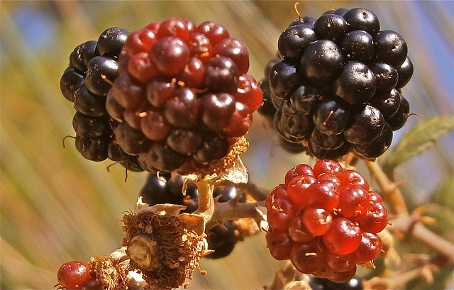 水果 莫拉 Zarza - 上的免费照片