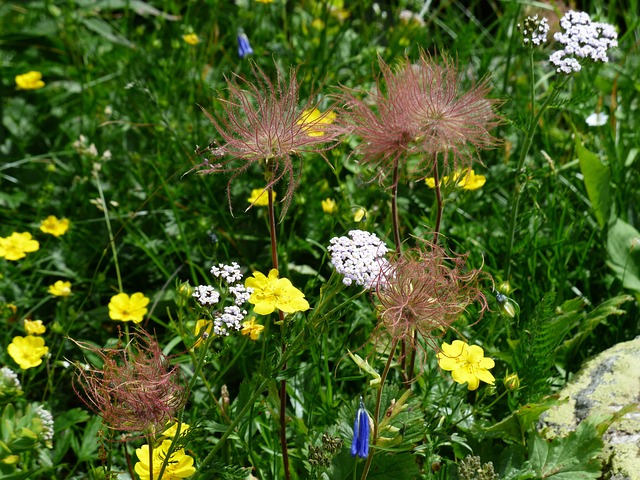 花草甸 阿尔卑斯山布朗 花 - 上的免费照片