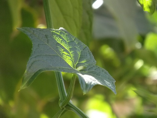 叶子 植物 佛手瓜 - 上的免费照片