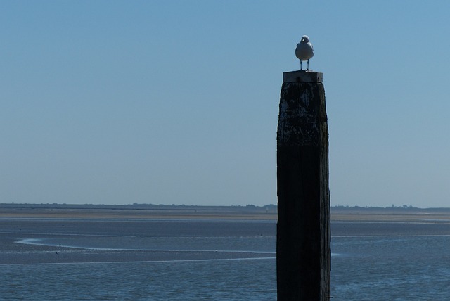 Meerpaal Schiermonnikoog - 上的免费照片