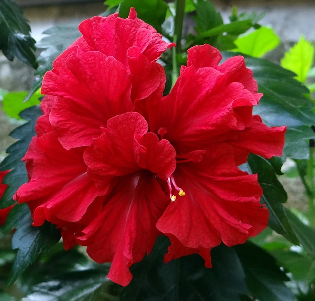 芙蓉 双 红色的 花 - 上的免费照片