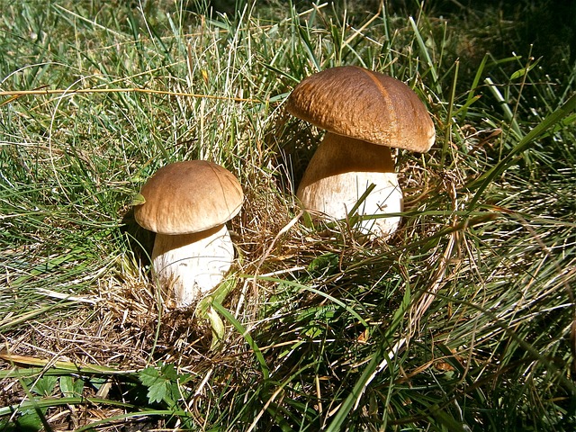 蘑菇 牛肝菌 森林 - 上的免费照片