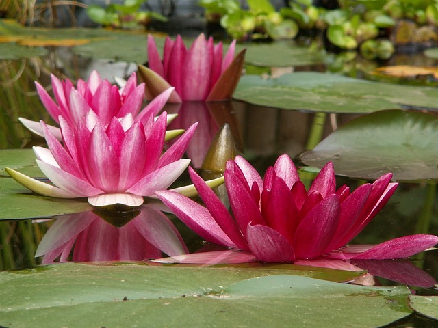 水百合 花朵 池塘 - 上的免费照片