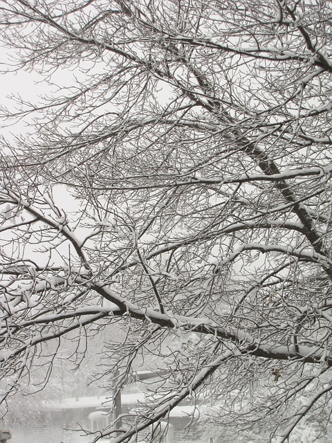 雪 雪暴 降雪 - 上的免费照片