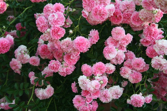 玫瑰 花朵 粉色的 - 上的免费照片