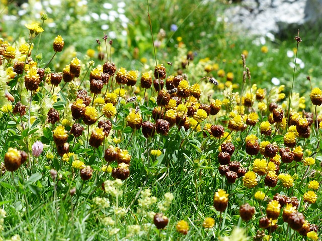 棕色礼服 开花 花 - 上的免费照片
