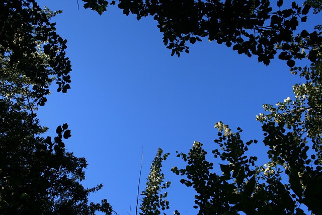 天空 树木 树的顶端 - 上的免费照片