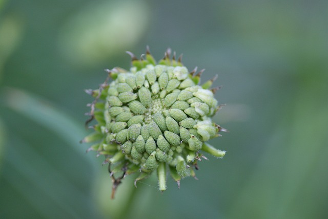 金盏花 万寿菊 种子站 - 上的免费照片