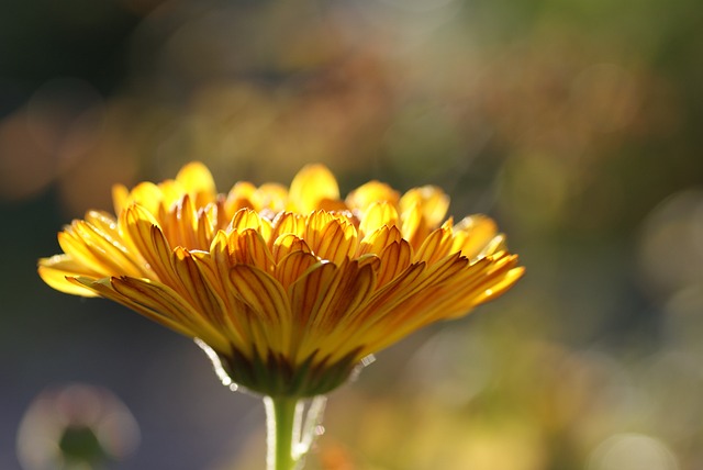 万寿菊 花 植物 - 上的免费照片