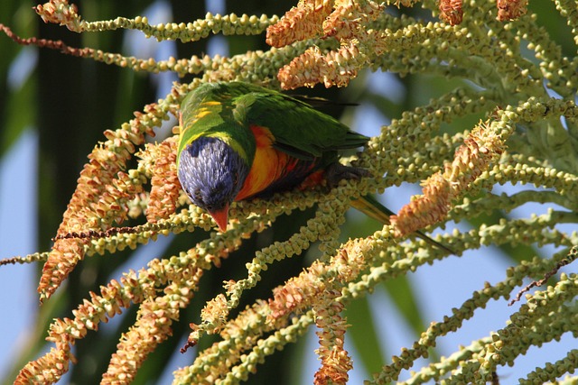 澳洲鹦鹉 鸟 楔尾罗莉 Trichoglossus - 上的免费照片