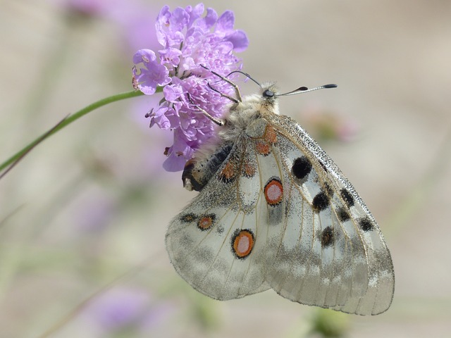蝴蝶 昆虫 花 - 上的免费照片