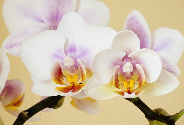 兰花 兰科 Phaleonopsis - 上的免费照片