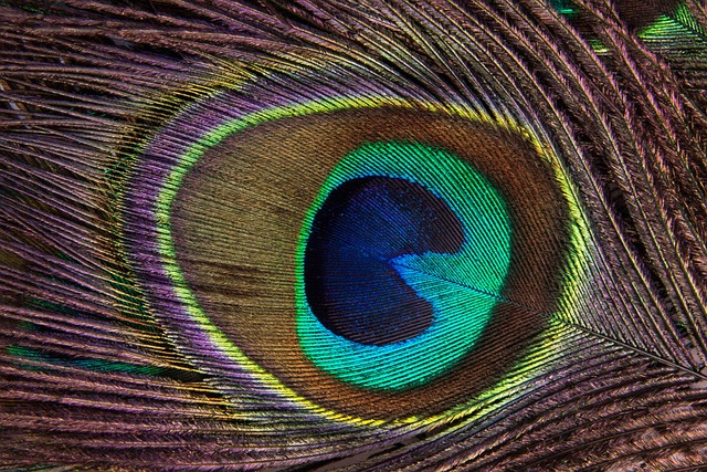 孔雀羽毛 孔雀 结构体 - 上的免费照片