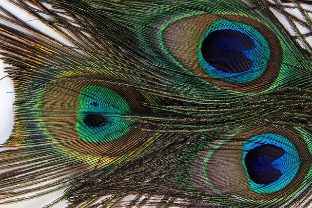 孔雀羽毛 结构体 基金 - 上的免费照片