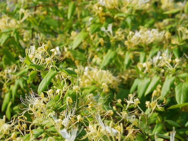 金银花 藤蔓 花 - 上的免费照片
