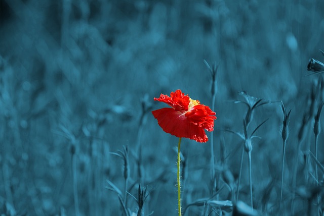 罂粟 草地 尖花 - 上的免费照片