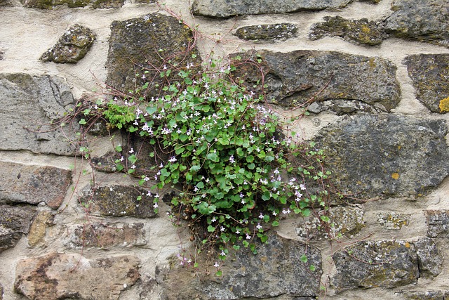 植物 墙 开花 - 上的免费照片