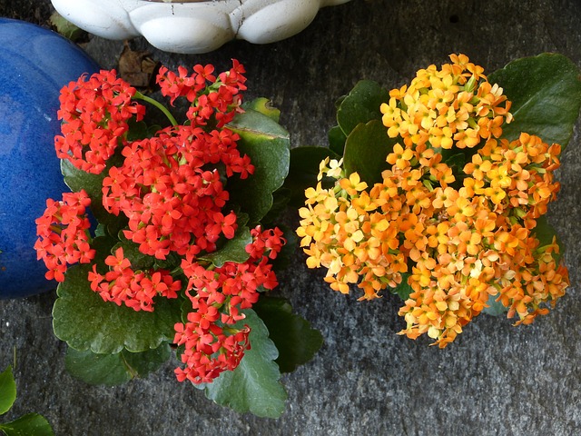 燃烧的 K?thchen 开花 花 - 上的免费照片