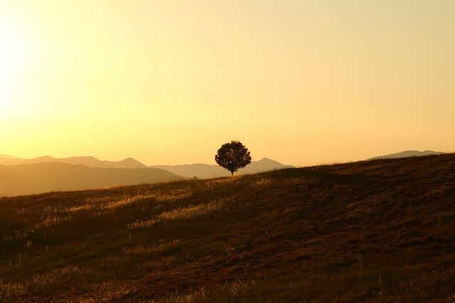 树 草地 日落 - 上的免费照片
