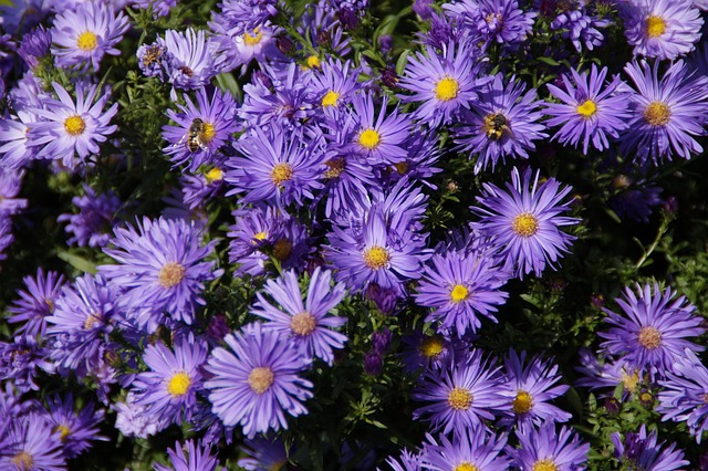 Asters 蓝色的花 开花 - 上的免费照片