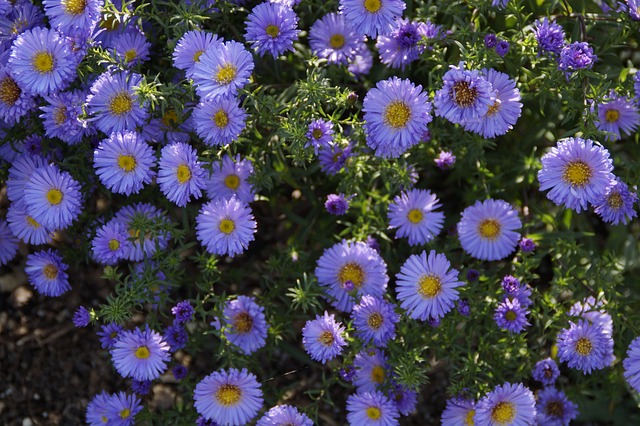 Asters 蓝色的 蓝色的花 - 上的免费照片