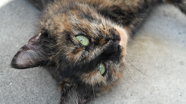 猫 猫眼 家猫 - 上的免费照片
