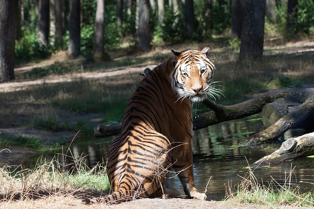 更深 大猫 猫 - 上的免费照片