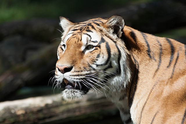 更深 大猫 猫 - 上的免费照片