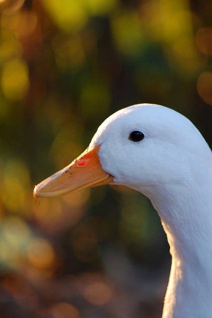鸭 鸟 动物 - 上的免费照片