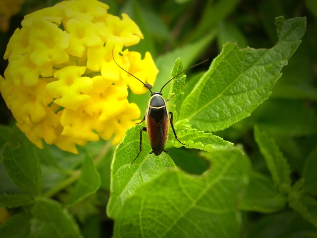昆虫 甲虫，昆虫 花 - 上的免费照片