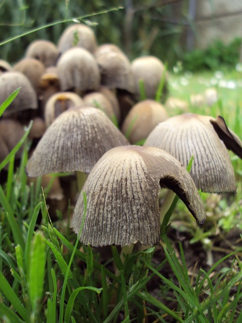 蘑菇 真菌 性质 - 上的免费照片