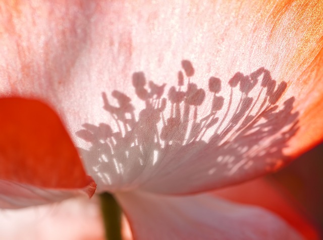 罂粟 皮影戏 花 - 上的免费照片