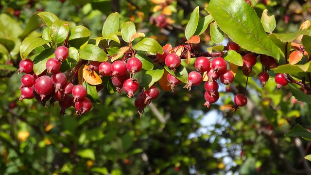 海棠 苹果 红色的 - 上的免费照片