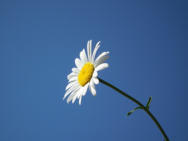 花卉 布卢姆 白 - 上的免费照片