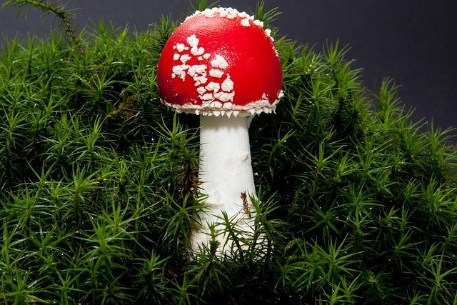 毒菌 毒蝇伞 蘑菇 - 上的免费照片
