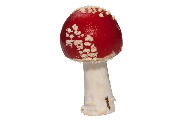 毒菌 毒蝇伞 蘑菇 - 上的免费照片
