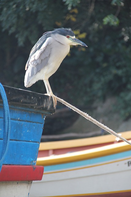 苍鹭 鸟 夜鹭 - 上的免费照片