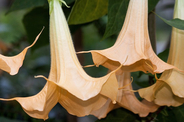 天使号角 Brugmansia 属 - 上的免费照片