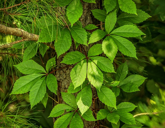 爬山虎 异叶爬山虎 五阔叶的常春藤 - 上的免费照片