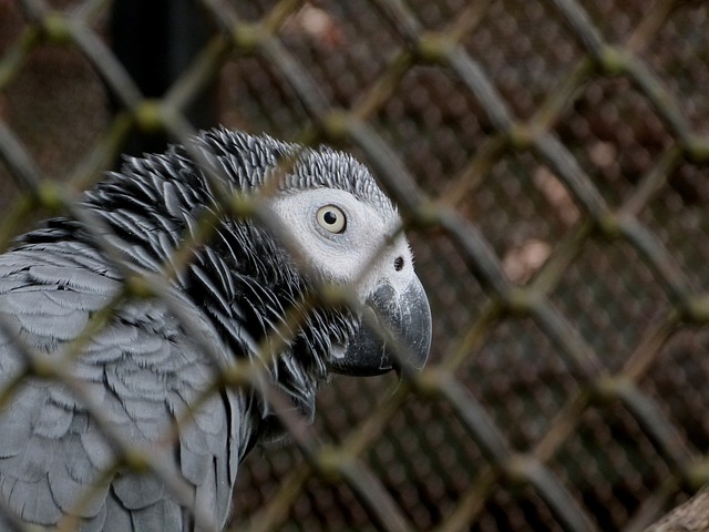 非洲灰鹦鹉 Psittacus Erithacus 灰鹦鹉 - 上的免费照片