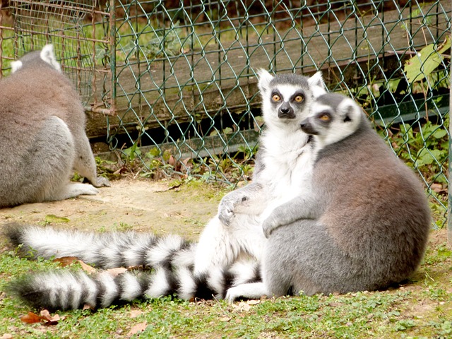 狐猴 动物园 动物 - 上的免费照片