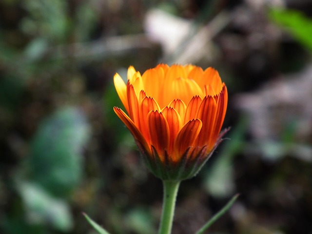 花卉 橙色的 明亮 - 上的免费照片